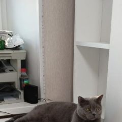 ����: ������� ����� ���������� ��������������� ����� ������� ��� �������� ������ �������� � �. ������ ��������