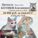 Подробнее об объявлении «Москва Пропал кот рыже-белые бегут из чехова в москву» Фото: пропала кошка  «Москва Пропал кот рыже-белые бегут из чехова в...» в г. Москва