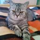 Подробнее об объявлении «Пропала кошка британская кошка Оренбург» Фото: пропала кошка Британская короткошерстная «Пропала кошка британская кошка Оренбург» в г. Оренбург