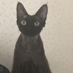 Подробнее об объявлении «Лобня Пропал кот» Фото: пропала кошка Девон-рекс «Лобня Пропал кот» в г. Лобня