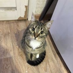 Подробнее об объявлении «Белгород Пропала кошка напротив трц рио» Фото: пропала кошка  «Белгород Пропала кошка напротив трц рио» в г. Белгород