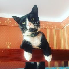 Подробнее об объявлении «Пропал кот Москва» Фото: пропала кошка  «Пропал кот Москва» в г. Москва