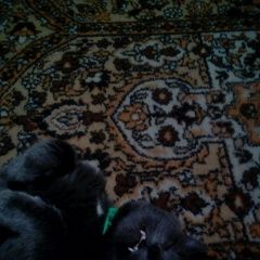 Подробнее об объявлении «Пропал кот Томск» Фото: пропала кошка  «Пропал кот Томск» в г. Томск