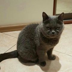 Подробнее об объявлении «Пропала кошка Москва» Фото: пропала кошка  «Пропала кошка Москва» в г. Москва