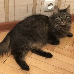 Подробнее об объявлении «Пропала кошка по кличке муся Москва» Фото: пропала кошка  «Пропала кошка по кличке муся Москва» в г. Москва