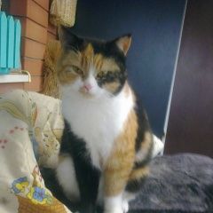 Подробнее об объявлении «Пропала кошка Батайск» Фото: пропала кошка  «Пропала кошка Батайск» в г. Батайск