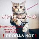 Подробнее об объявлении «Пропала кошка кот шотландец Санкт-Петербург» Фото: пропала кошка Шотландская вислоухая «Пропала кошка кот шотландец Санкт-Петербург» в г. Санкт-Петербург