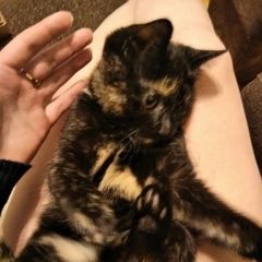 Подробнее об объявлении «Екатеринбург Пропала кошка» Фото: пропала кошка  «Екатеринбург Пропала кошка» в г. Екатеринбург