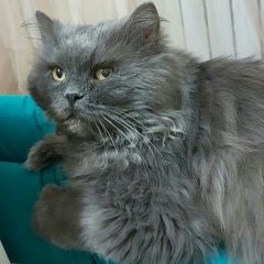 Подробнее об объявлении «Пропал кот Сочи» Фото: пропала кошка Персидская «Пропал кот Сочи» в г. Сочи