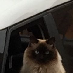 Подробнее об объявлении «Пропала кошка Магнитогорск» Фото: пропала кошка  «Пропала кошка Магнитогорск» в г. Магнитогорск