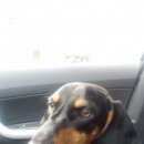 Подробнее об объявлении «Новосибирск Пропала собака» Фото: пропала собака Такса «Новосибирск Пропала собака» в г. Новосибирск