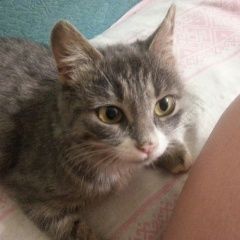 Подробнее об объявлении «Тверь Пропала кошка мотя» Фото: пропала кошка  «Тверь Пропала кошка мотя» в г. Тверь