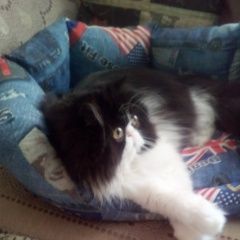 Подробнее об объявлении «Пропал котик персидский Щербинка» Фото: пропала кошка Персидская «Пропал котик персидский Щербинка» в г. Щербинка