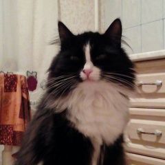 Подробнее об объявлении «Пропала кошка Чита» Фото: пропала кошка  «Пропала кошка Чита» в г. Чита