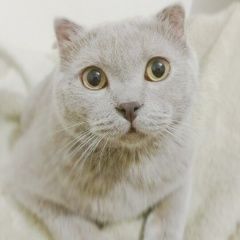 Подробнее об объявлении «Белгород Пропал кот» Фото: пропала кошка Шотландская вислоухая «Белгород Пропал кот» в г. Белгород