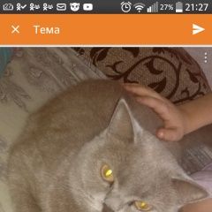 Подробнее об объявлении «Пропала кошка британка, 3 года Тамбов» Фото: пропала кошка Британская длинношерстная «Пропала кошка британка, 3 года Тамбов» в г. Тамбов