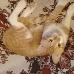 Подробнее об объявлении «Пропал котик Ростов-на-Дону» Фото: пропала кошка  «Пропал котик Ростов-на-Дону» в г. Ростов-на-Дону