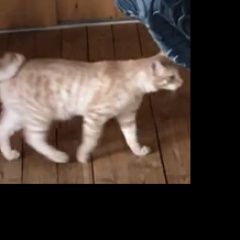Подробнее об объявлении «Пропал кот Королев» Фото: пропала кошка Японский бобтейл «Пропал кот Королев» в г. Королев