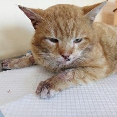 Подробнее об объявлении «Таганрог Пропал кот по кличке батон» Фото: пропала кошка  «Таганрог Пропал кот по кличке батон» в г. Таганрог