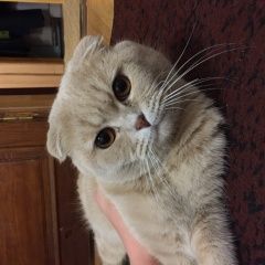 Подробнее об объявлении «Пропал кот   Краснодар» Фото: пропала кошка  «Пропал кот   Краснодар» в г. Краснодар