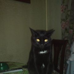 Подробнее об объявлении «Москва Пропала кошка» Фото: пропала кошка  «Москва Пропала кошка» в г. Москва