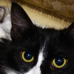 Подробнее об объявлении «Пропала кошка, давыдково. Москва» Фото: пропала кошка  «Пропала кошка, давыдково. Москва» в г. Москва