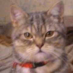 Подробнее об объявлении «Пропал кот Орехово-Зуево» Фото: пропала кошка Британская короткошерстная кошка «Пропал кот Орехово-Зуево» в г. Орехово-Зуево
