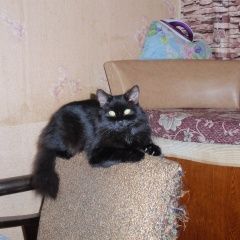 Подробнее об объявлении «Нижний Новгород Пропал кот» Фото: пропала кошка  «Нижний Новгород Пропал кот» в г. Нижний Новгород