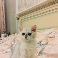 Подробнее об объявлении «Пропала кошка котёнок месяца, имеет кожное заболеван Истра» Фото: пропала кошка >  Скоттиш фолд (шотландская вислоухая) и  скоттиш страйт «Пропала кошка котёнок месяца, имеет кожное...» в г. Истра