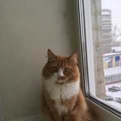 Подробнее об объявлении «Пропал кот пушистый, рыжий кот Томск» Фото: пропала кошка  «Пропал кот пушистый, рыжий кот Томск» в г. Томск