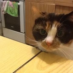 Подробнее об объявлении «Севастополь Пропала кошка» Фото: пропала кошка  «Севастополь Пропала кошка» в г. Севастополь