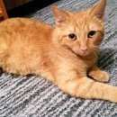 Подробнее об объявлении «Омск Пропал кот» Фото: пропала кошка Сибирская «Омск Пропал кот» в г. Омск