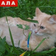 Подробнее об объявлении «Пропал кот барик Санкт-Петербург» Фото: пропала кошка  «Пропал кот барик Санкт-Петербург» в г. Санкт-Петербург