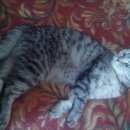 Подробнее об объявлении «Бердск Пропала кошка» Фото: пропала кошка Британская короткошерстная «Бердск Пропала кошка» в г. Бердск