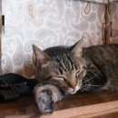 Подробнее об объявлении «Электроугли Пропал кот» Фото: пропала кошка  «Электроугли Пропал кот» в г. Электроугли