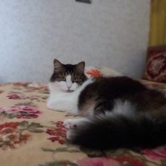 Подробнее об объявлении «Волгоград Пропал кот помогите найти кота» Фото: пропала кошка  «Волгоград Пропал кот помогите найти кота» в г. Волгоград