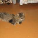 Подробнее об объявлении «Пропал кот кастрированный кот Минск» Фото: пропала кошка  «Пропал кот кастрированный кот Минск» в г. Минск