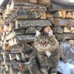 Подробнее об объявлении «Пермь Пропал кот» Фото: пропала кошка Сибирская «Пермь Пропал кот» в г. Пермь
