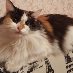 Подробнее об объявлении «Пропала кошка Москва» Фото: пропала кошка  «Пропала кошка Москва» в г. Москва