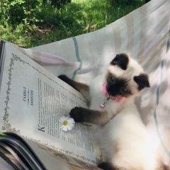 Подробнее об объявлении «Пропала кошка Королев» Фото: пропала кошка  «Пропала кошка Королев» в г. Королев