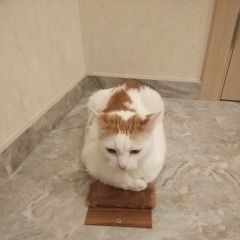 Подробнее об объявлении «Лобня Пропал кот белый кот с рыжими пятнами» Фото: пропала кошка  «Лобня Пропал кот белый кот с рыжими пятнами» в г. Лобня