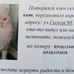Подробнее об объявлении «Кропоткин Пропал кот» Фото: пропала кошка  «Кропоткин Пропал кот» в г. Кропоткин