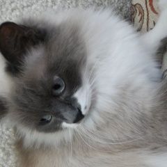 Подробнее об объявлении «Пропала кошка 9.04 в октябрьском районе Томск» Фото: пропала кошка  «Пропала кошка 9.04 в октябрьском районе Томск» в г. Томск