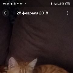 Подробнее об объявлении «Пропал кот, район марышкин лог, откликан Старый Оскол» Фото: пропала кошка  «Пропал кот, район марышкин лог, откликан Старый...» в г. Старый Оскол