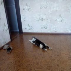 Подробнее об объявлении «Нижний Новгород Пропал кот» Фото: пропала кошка  «Нижний Новгород Пропал кот» в г. Нижний Новгород