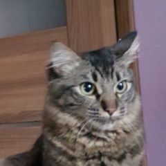 Подробнее об объявлении «Калининград (Кенигсберг) Пропал кот» Фото: пропала кошка  «Калининград (Кенигсберг) Пропал кот» в г. Калининград (Кенигсберг)