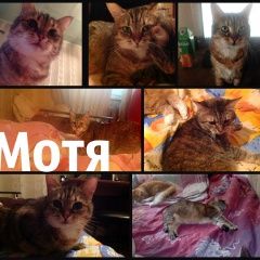 Подробнее об объявлении «Пропала кошка Гатчина» Фото: пропала кошка  «Пропала кошка Гатчина» в г. Гатчина