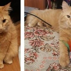 Подробнее об объявлении «Пропал кот рыжий кот лёва Москва» Фото: пропала кошка  «Пропал кот рыжий кот лёва Москва» в г. Москва