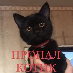 Подробнее об объявлении «Пропал котик метро коломенская Москва» Фото: пропала кошка  «Пропал котик метро коломенская Москва» в г. Москва