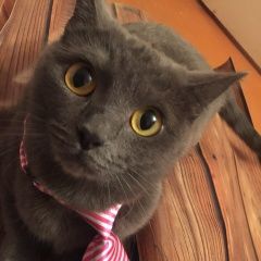 Подробнее об объявлении «Пропала кошка Томск» Фото: пропала кошка  «Пропала кошка Томск» в г. Томск